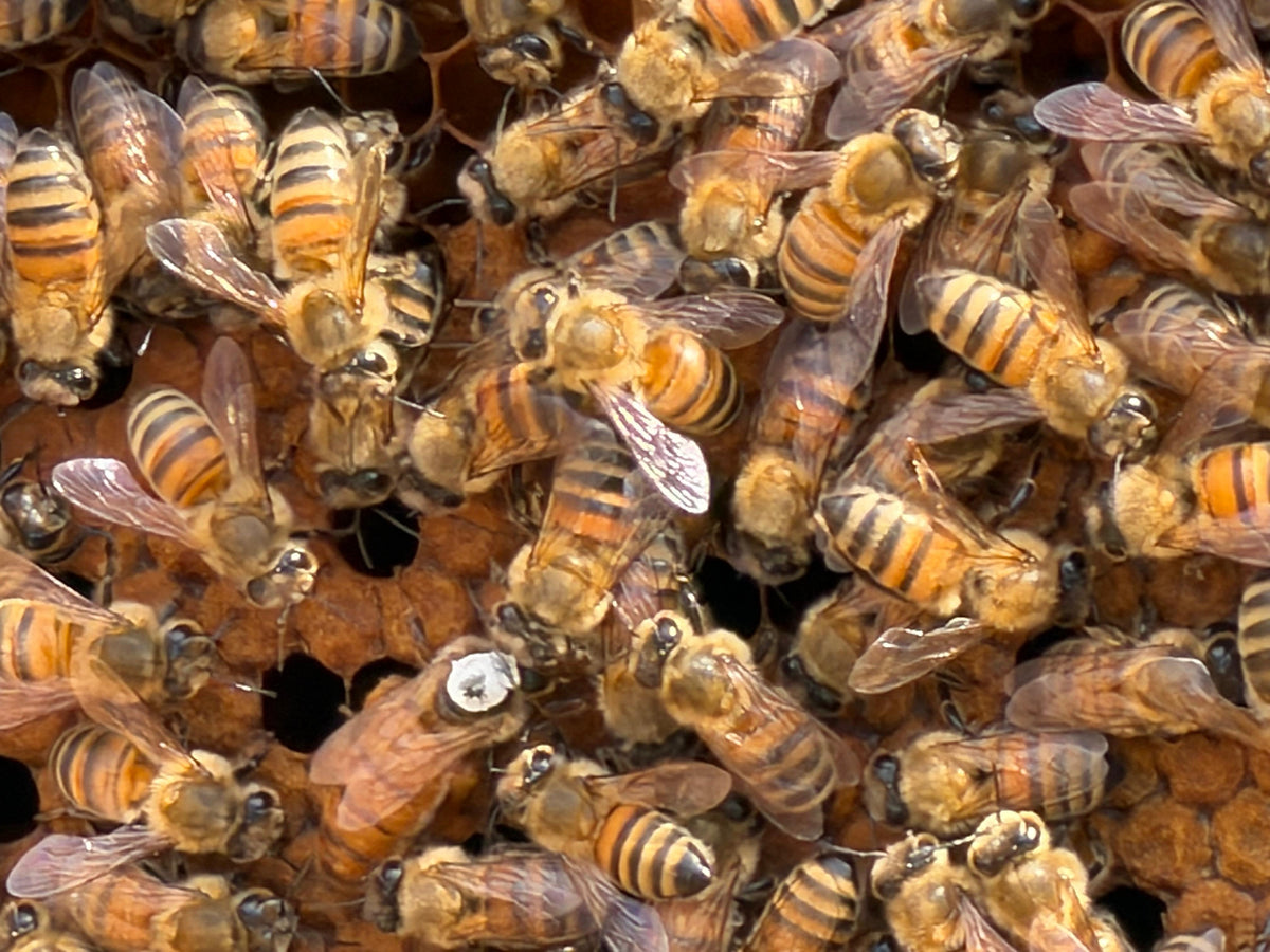 Soin Conscient des Abeilles · Apiculture