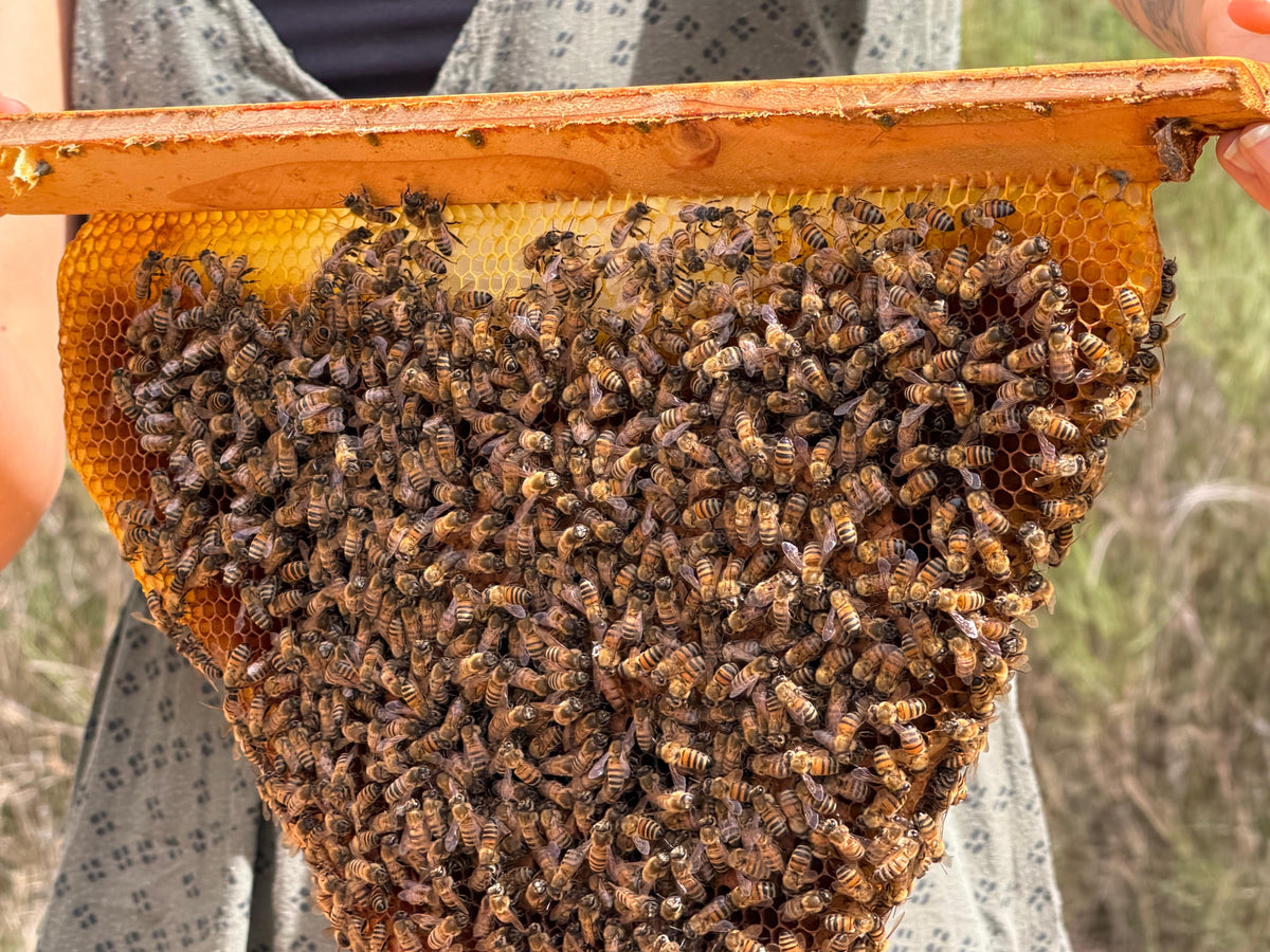 Soin Conscient des Abeilles · Apiculture
