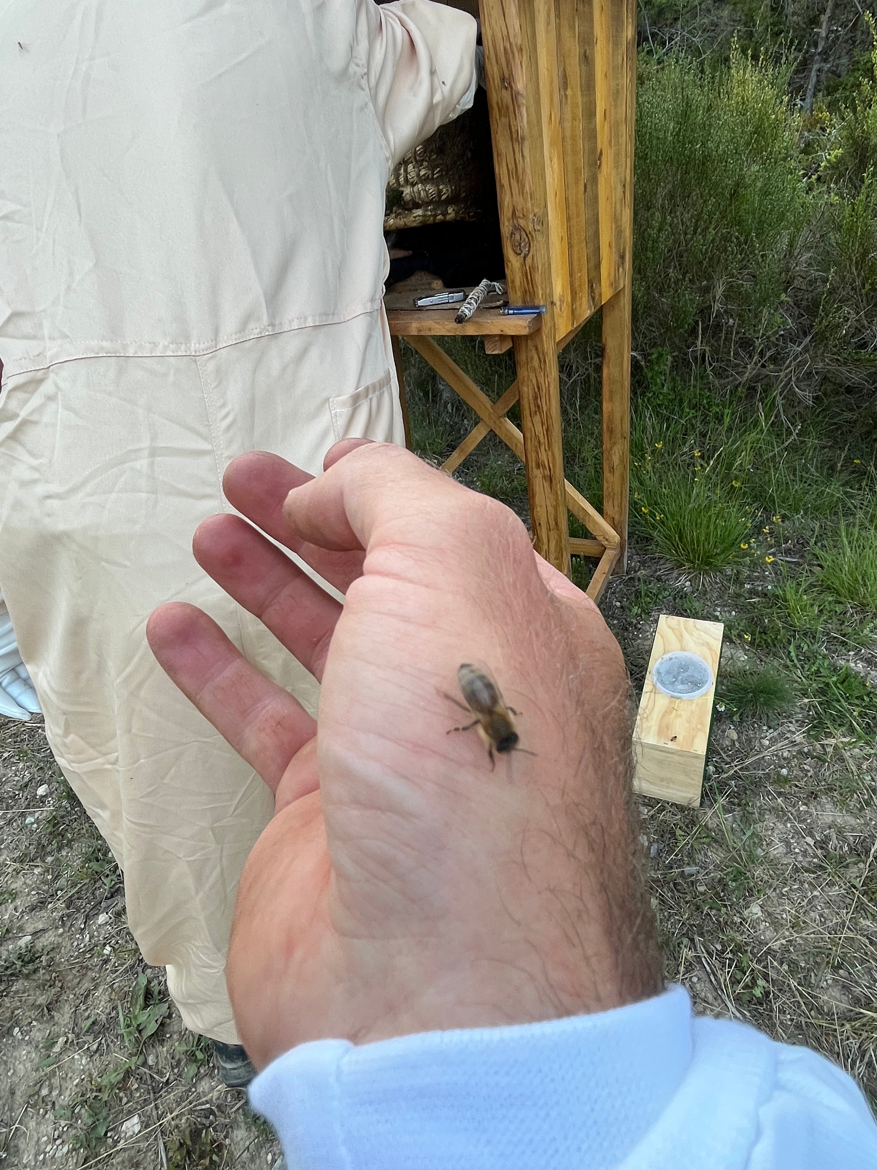 Soin Conscient des Abeilles · Apiculture