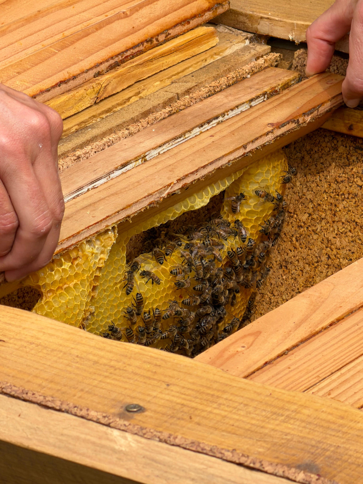 Soin Conscient des Abeilles · Apiculture