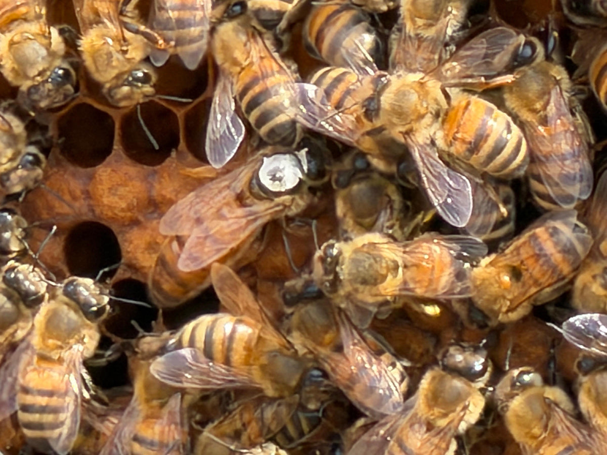 Soin Conscient des Abeilles · Apiculture